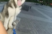 二哈吃瓜娱乐圈小说,娱乐圈的欢乐盛宴
