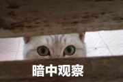 娱乐吃瓜君暗中观察,吃瓜君暗中观察背后的真相